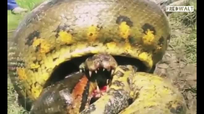 Bị trăn Anaconda khổng lồ siết, cá sấu tung đòn cuối cắn chặt đầu trăn