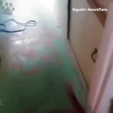 Những khoảnh khắc hài hước của động vật khiến bạn không thể nhịn cười