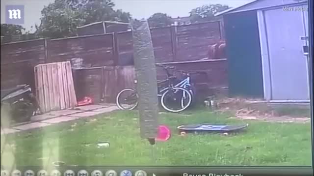 Bò nổi khùng vì gái vào chuồng nghe điện thoại