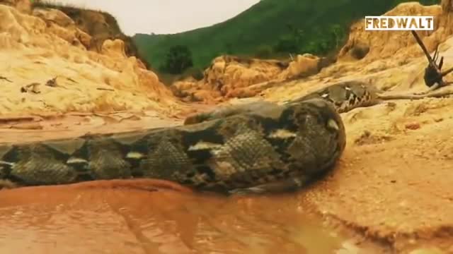 Mon men trộm trứng cá sấu, trăn khổng lồ nhận cái kết đau đớn