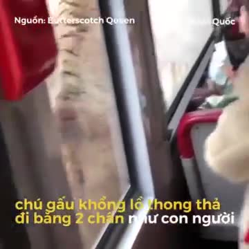 Gấu thong thả đi bằng hai chân đứng thẳng như người