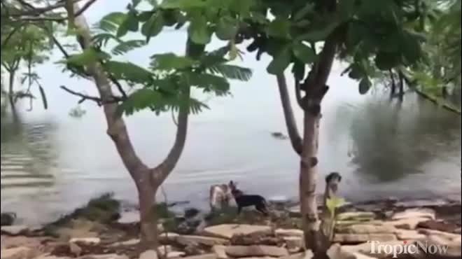 Cá sấu nhanh như chớp chồm lên đớp chết chó bên bờ sông
