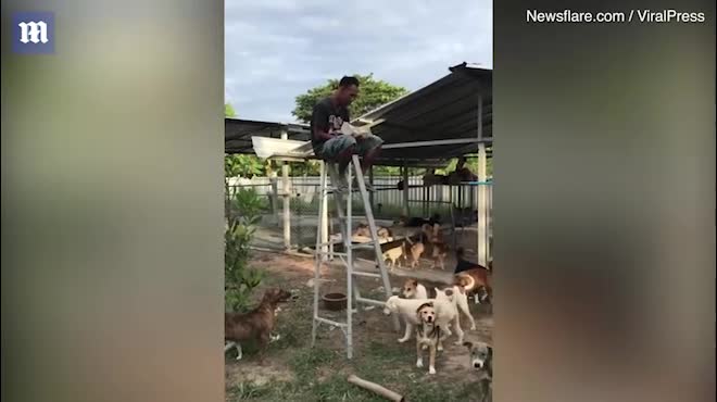 Người đàn ông phải ngồi trên thang vì bị đàn chó đói 'bao vây'