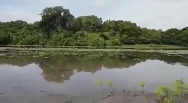 Cá sấu lao lên bờ cướp mồi, 'cần thủ' bỏ chạy thục mạng
