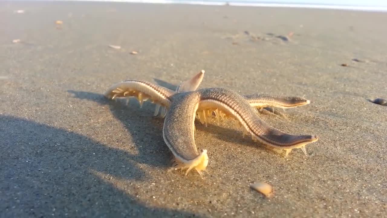 Starfish Walking on the Beach