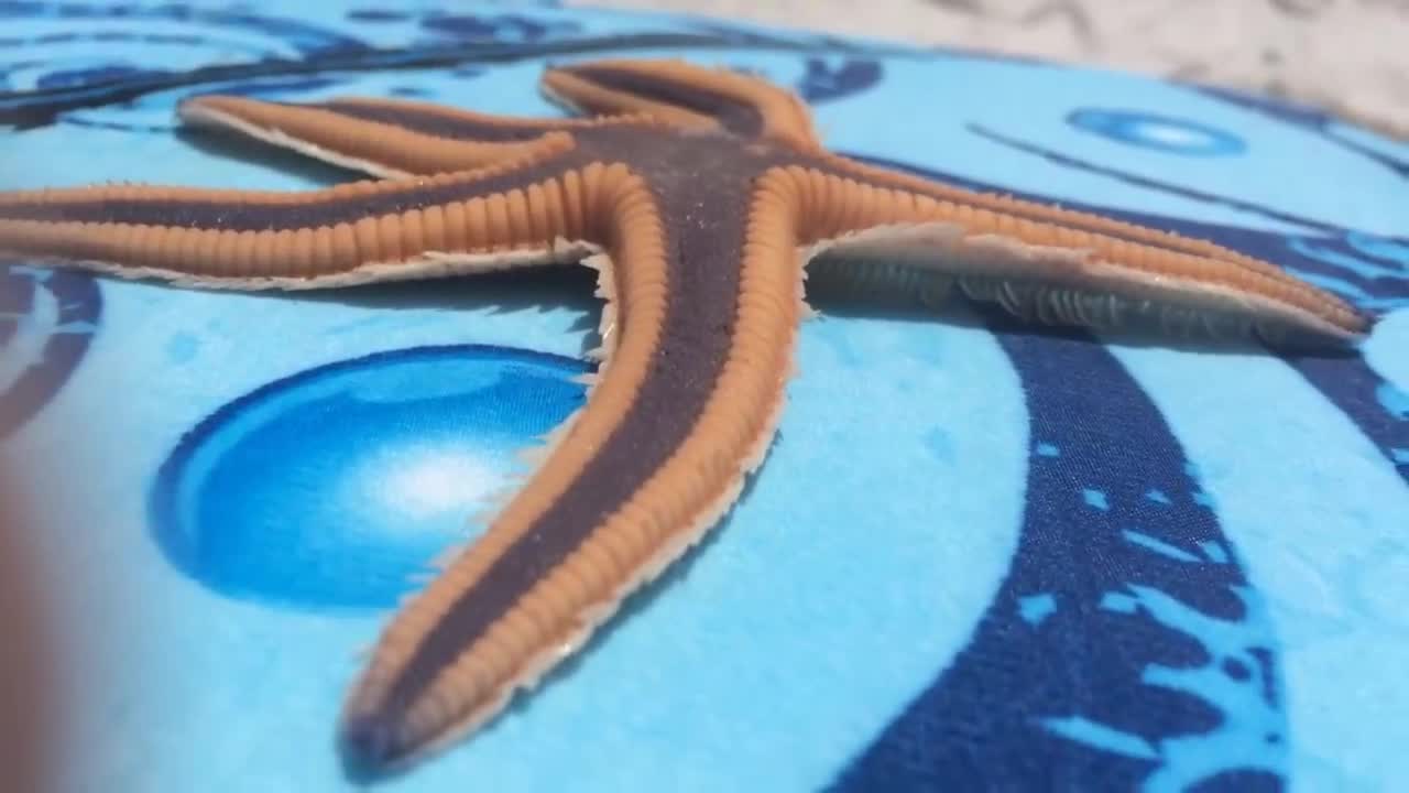 Walkin Starfish
