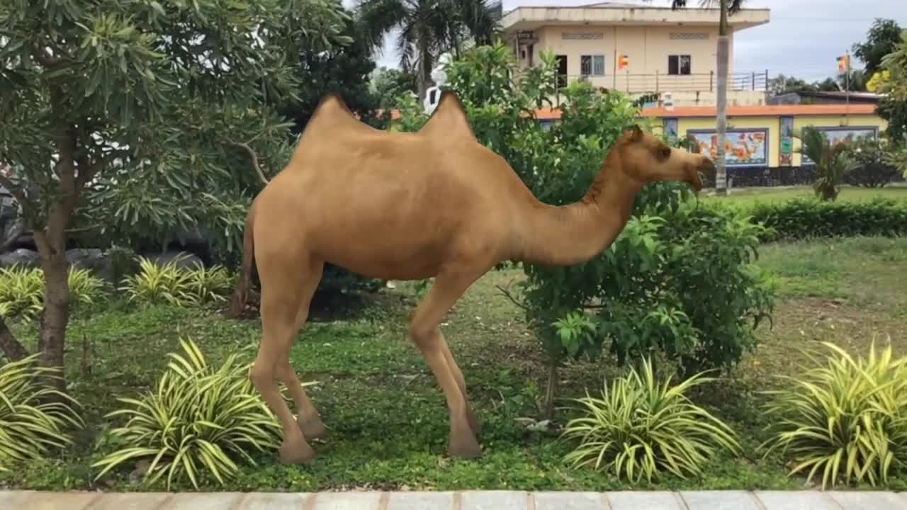 Animal 5D Ứng dụng AR về các con vật