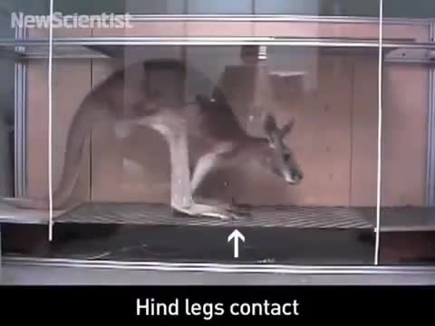 Kangaroo dùng đuôi hỗ trợ di chuyển