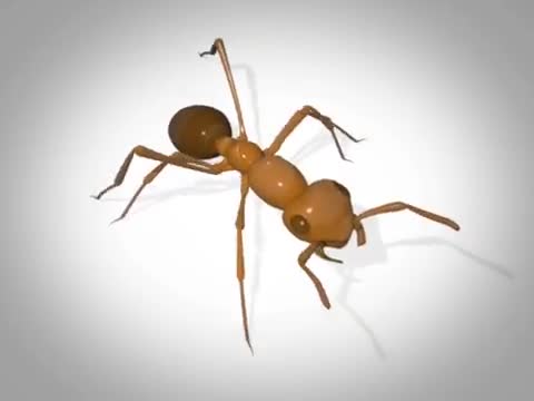 Mô hình di chuyển của kiến