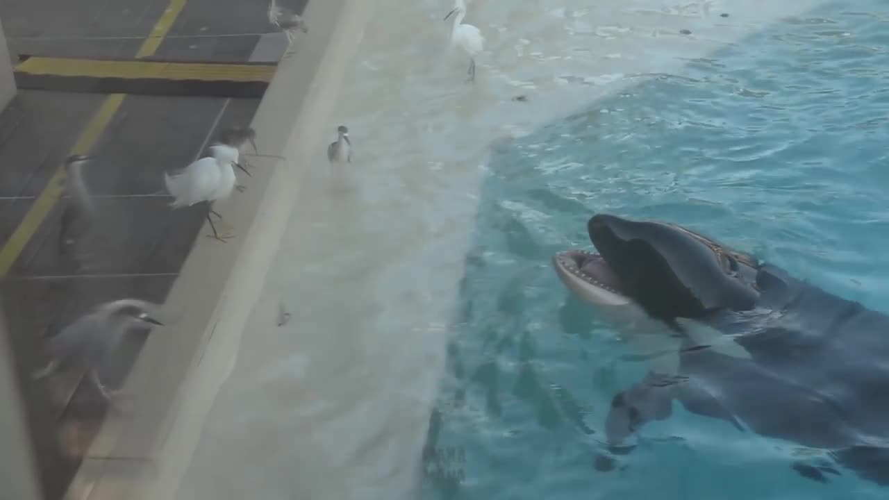 Orca Uses Bait To Hunt Bird