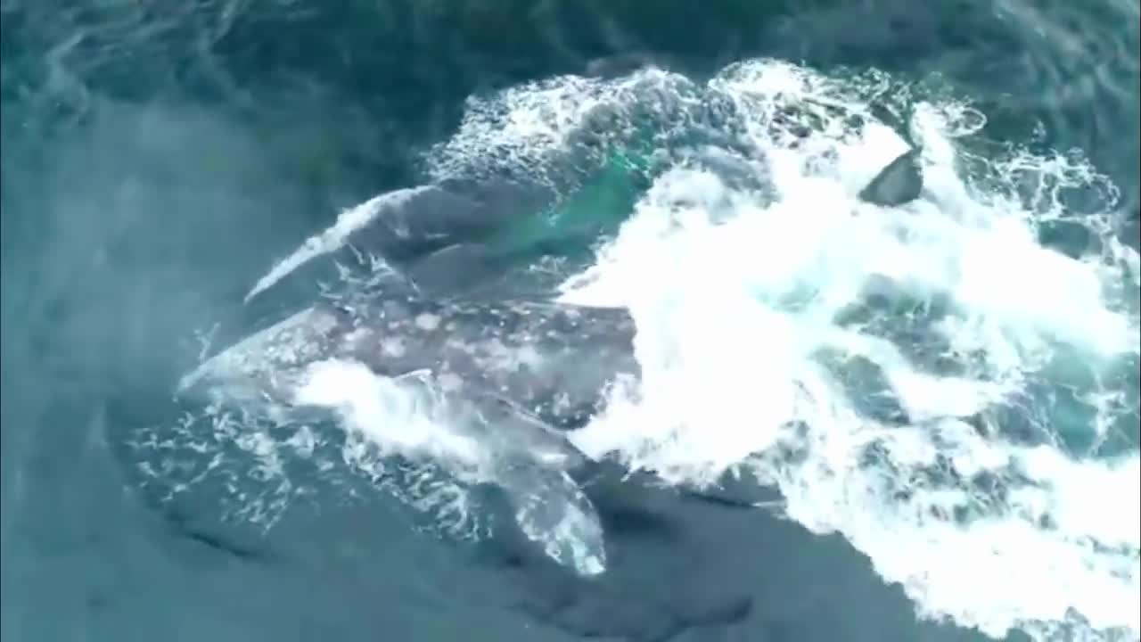 Big Battle Between Gray Whale Vs Dolphin Who Is The King Of Ocean