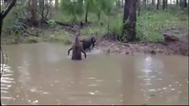 Kangaroo nghênh chiến chó săn