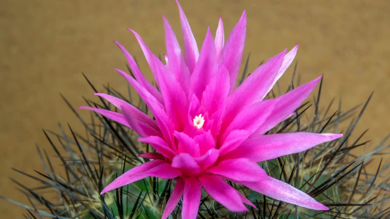 Flowers blooming 3