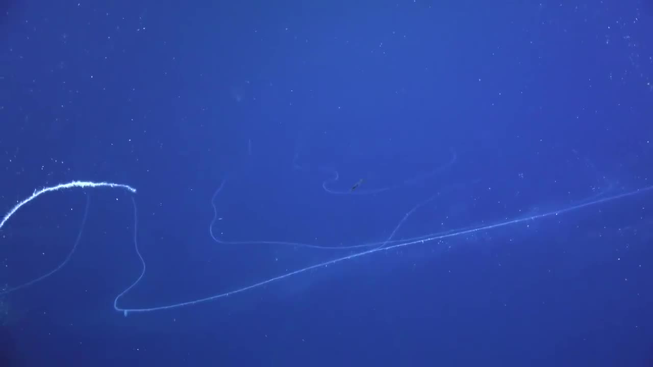 Beautiful Giant Siphonophore Apolemia at Abyssal Deep Sea Canyons Off Ningaloo