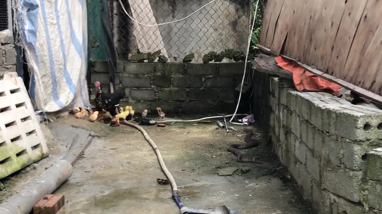 Brave mother chicken chicks protect Snake Catchers