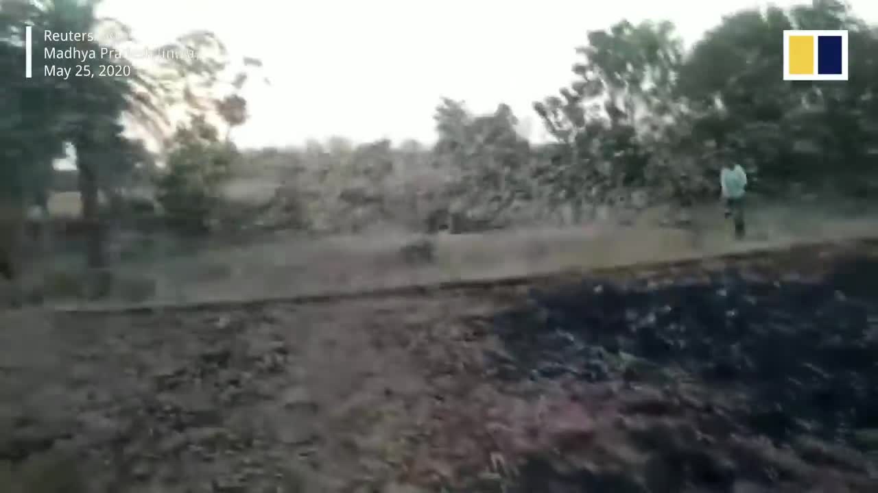 Worst locust attack in decades devastates Indian crops amid coronavirus pandemic
