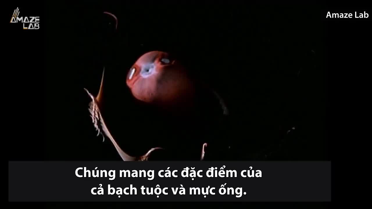 Mực 'hóa thạch sống' lộn trái cơ thể