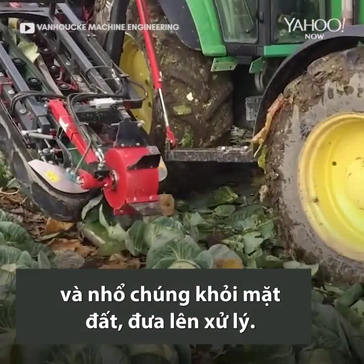 Cỗ máy thu hoạch bắp cải siêu tốc