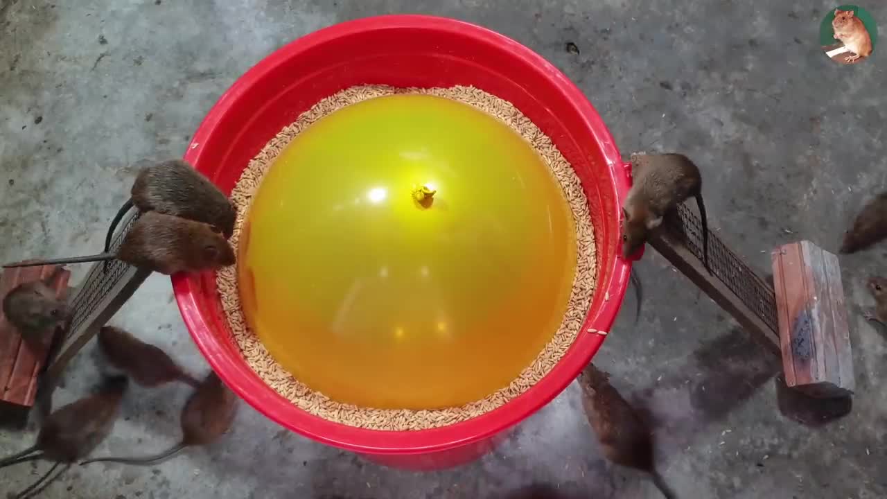 How to trap mice with balloons 2020