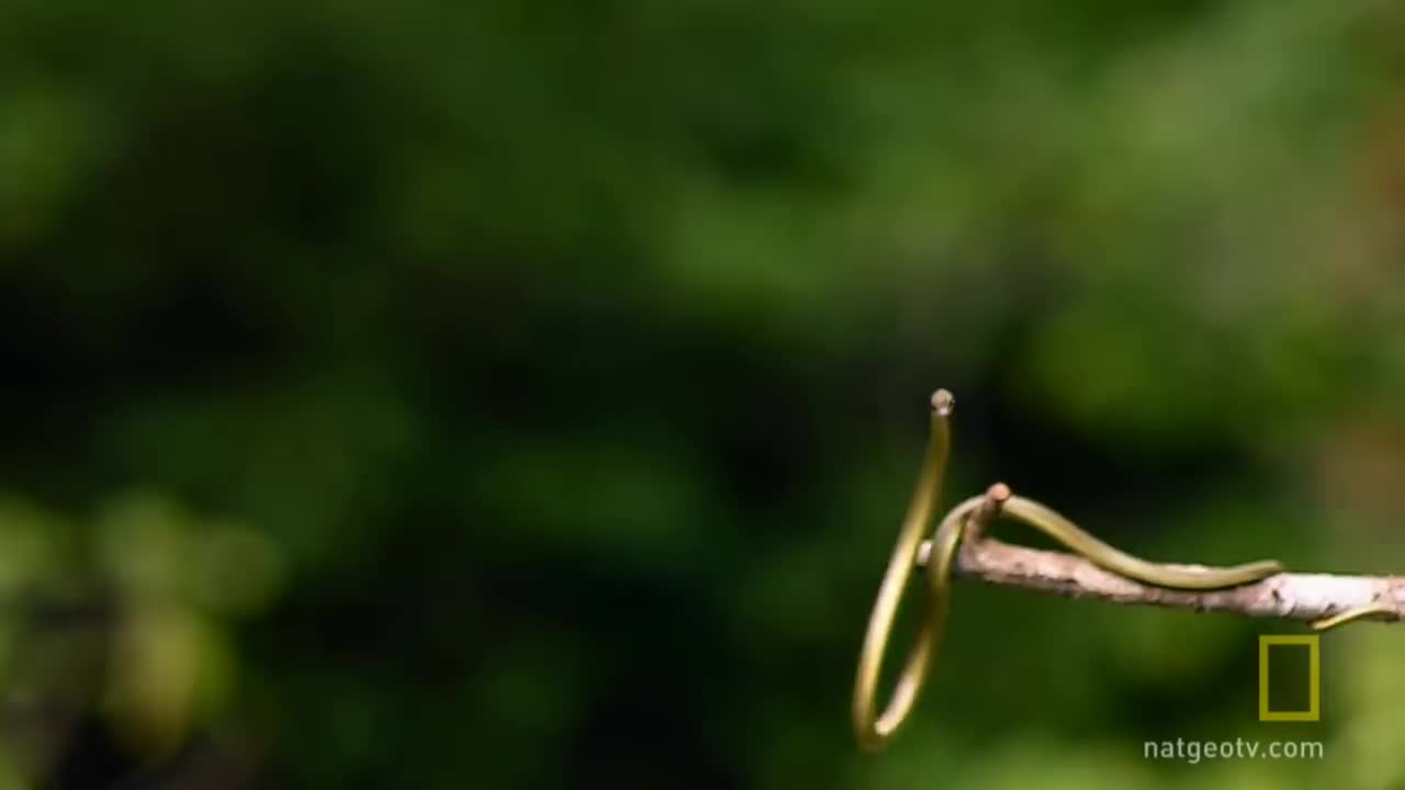 'Flying' Snake's Secret Revealed