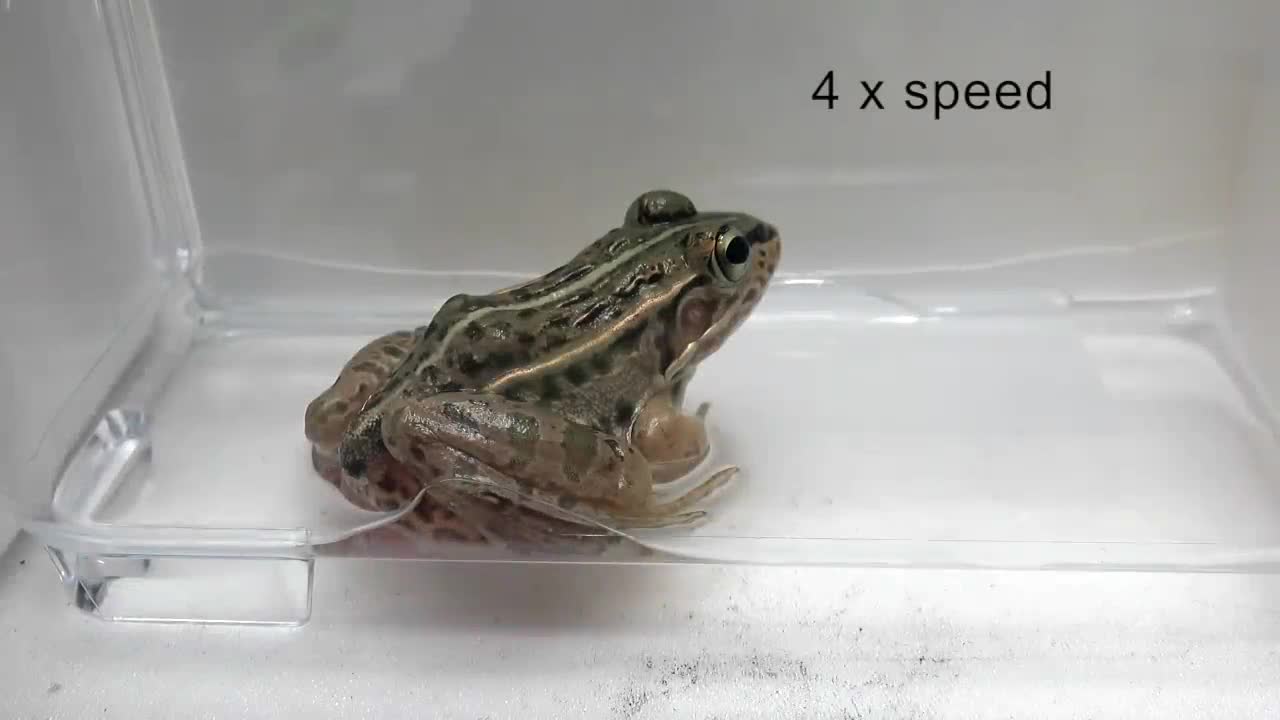 A beetle species can escape from the vent of a frog 