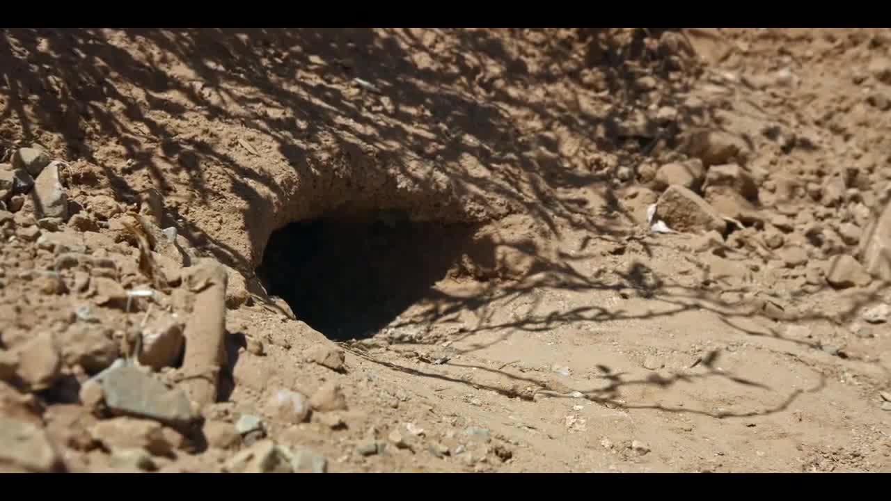 Tiny creatures season 1 free full season fmovies 
