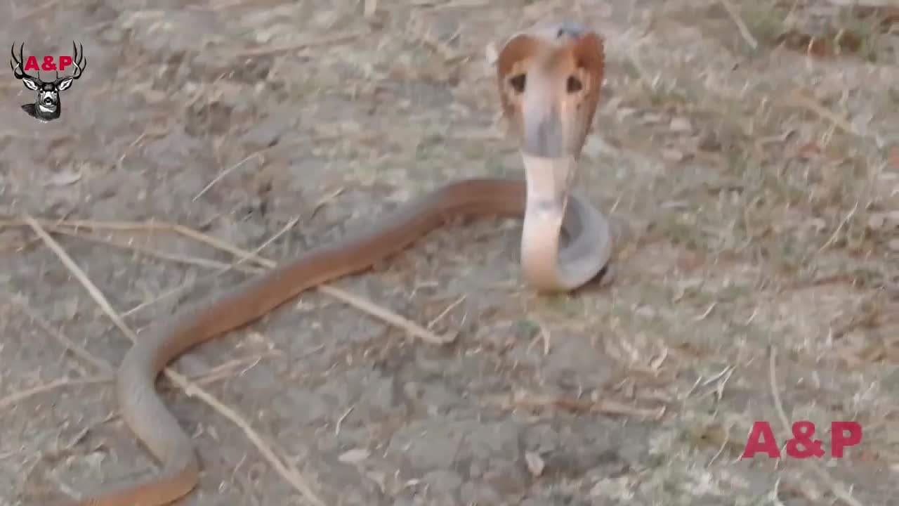 King cobra pearl cobra stone nagamani king cobra snake pearl nagamani stone