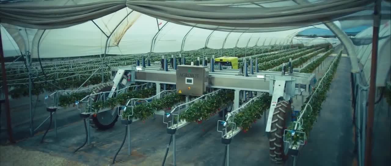 Cỗ máy thu hoạch dâu tây bằng trí tuệ nhân tạo AI