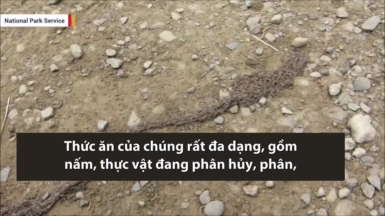 Đàn giòi di chuyển tập thể giống rắn