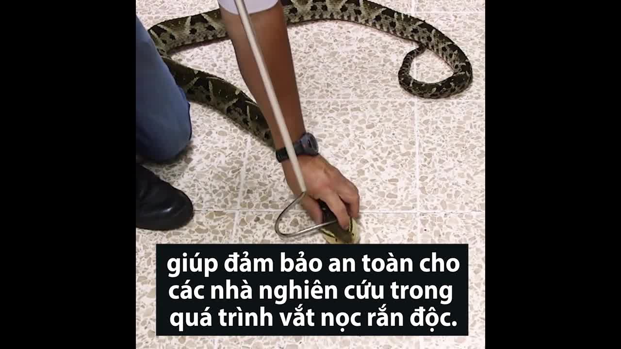 Quy trình vắt nọc rắn độc để chế huyết thanh