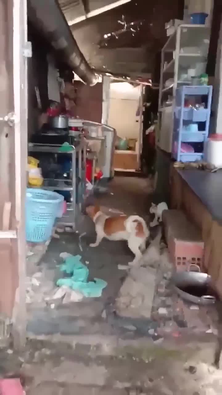 Chuột cống máu chiến đối đầu chó nhà và cái kết đầy hài hước