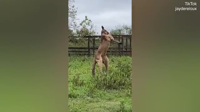 Chú Kangaroo Jack đứng bằng đuôi