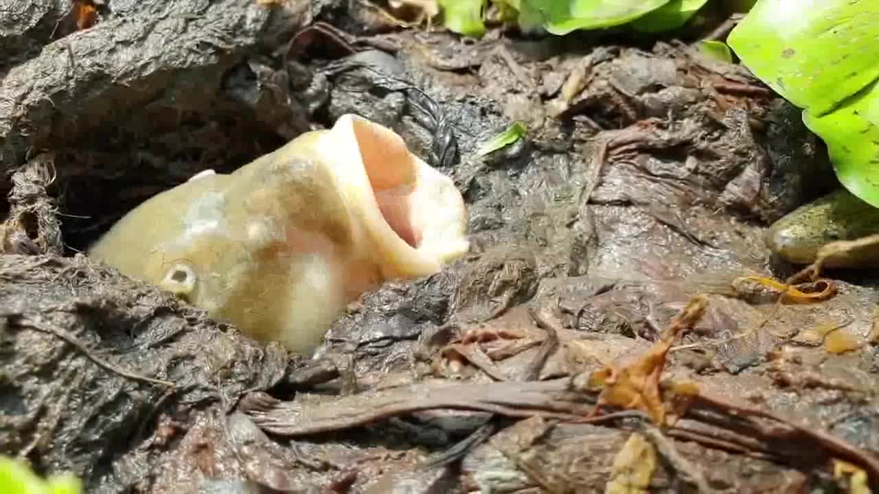 Con cá ranh mã đánh lừa lươn để ăn thịt