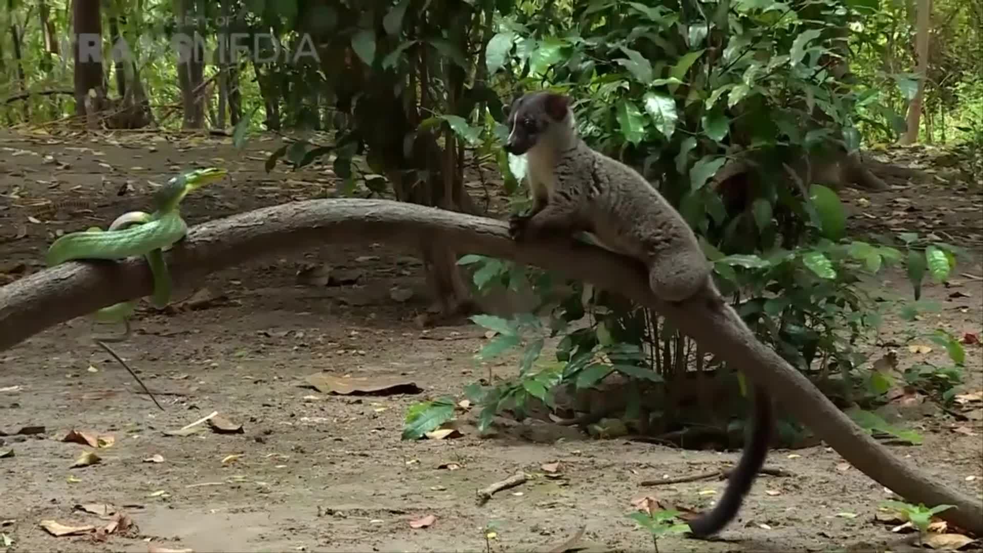 Cuộc chiến giữa rắn chuột đuôi đỏ và cầy tai trắng