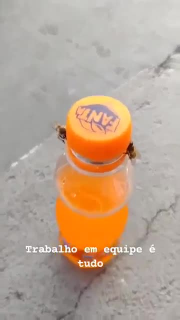 Video bắt quả tang 2 con ong làm việc teamwork để mở nắp một chai nước ngọt