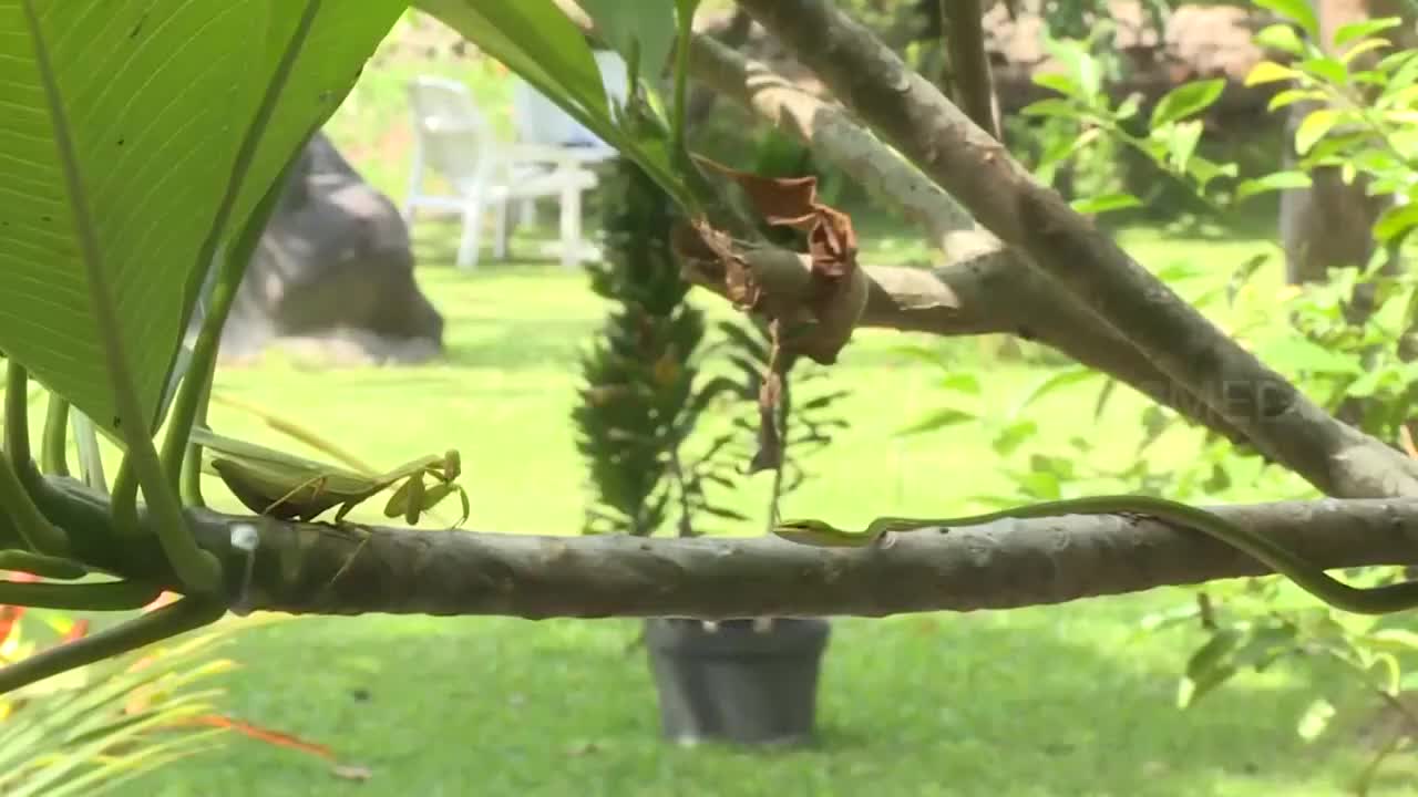 Bọ ngựa tung đòn sát thủ giết chết rắn roi