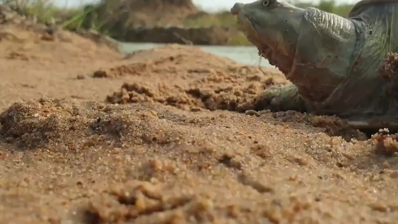 Lươn trêu ngươi rùa