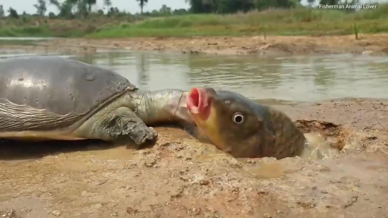 Rùa cạn trêu đùa cá