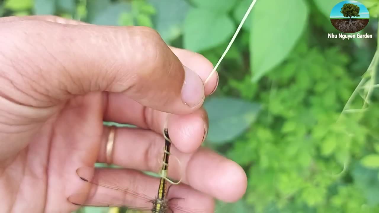 Ngủ say, chuồn chuồn bị xúc tu dây leo khổ qua cuốn chặt vào đuôi