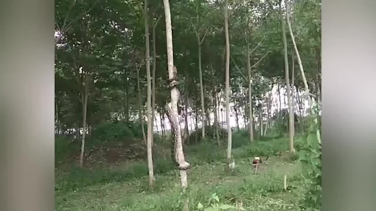 Trăn leo cây thoăn thoắt