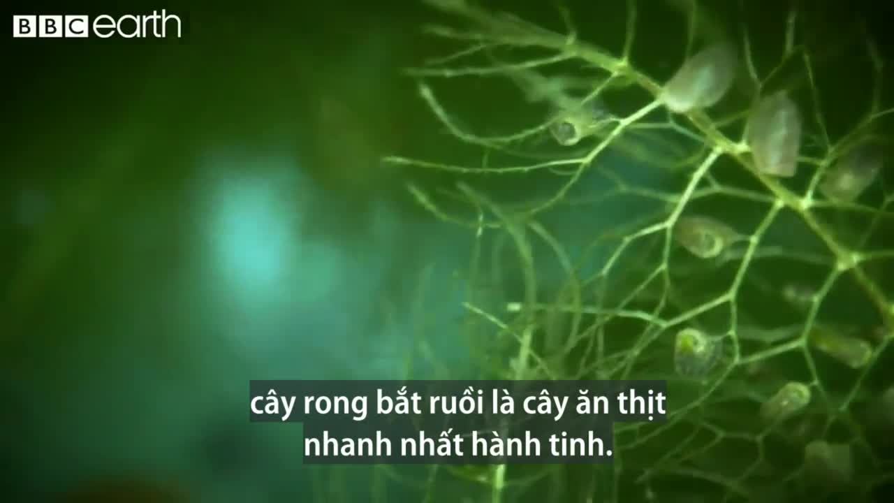Cây ăn thịt nhanh nhất thế giới