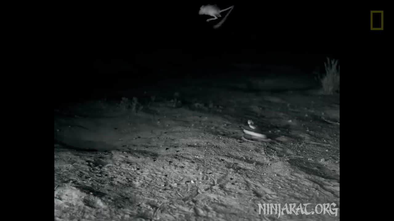 'Ninja Rats’ Evade Rattlesnake Attacks Nat Geo Wild