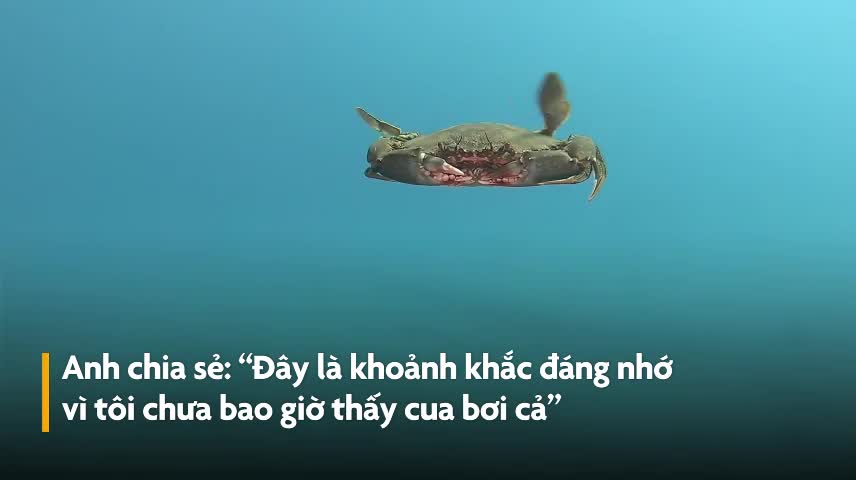 Cách cua bơi dưới đại dương