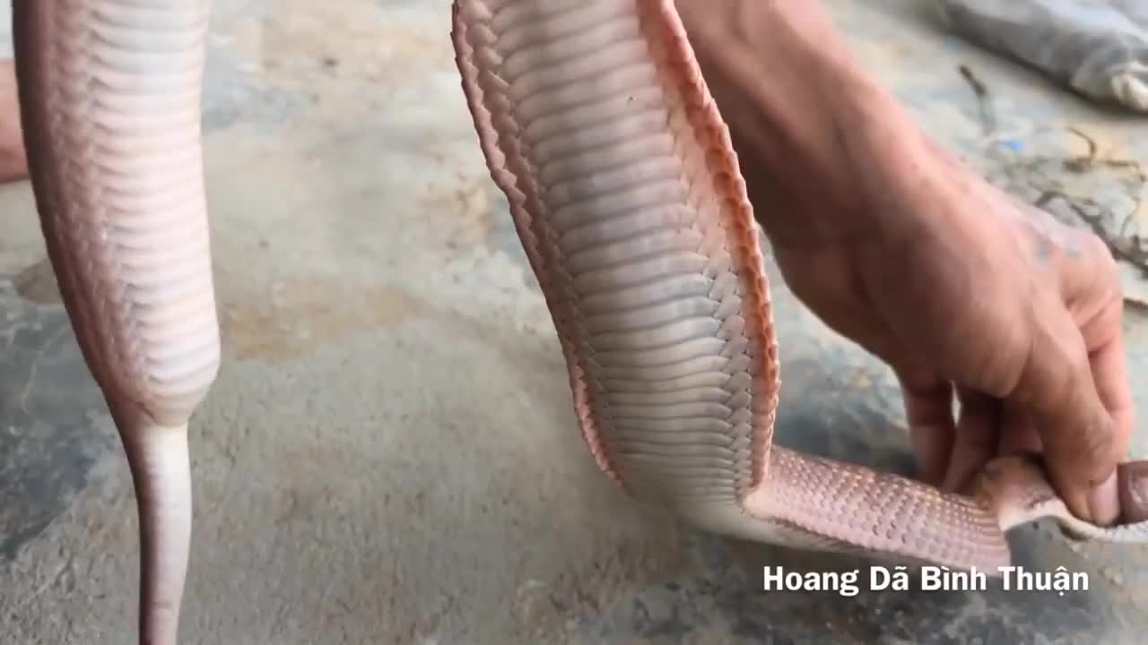 Loài rắn có răng nanh dài nhất Việt Nam