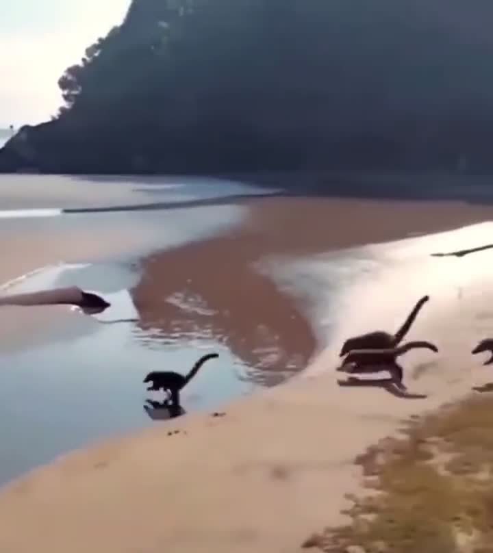 Video 'đàn khủng long' chạy trên bãi biển gây sốt mạng xã hội