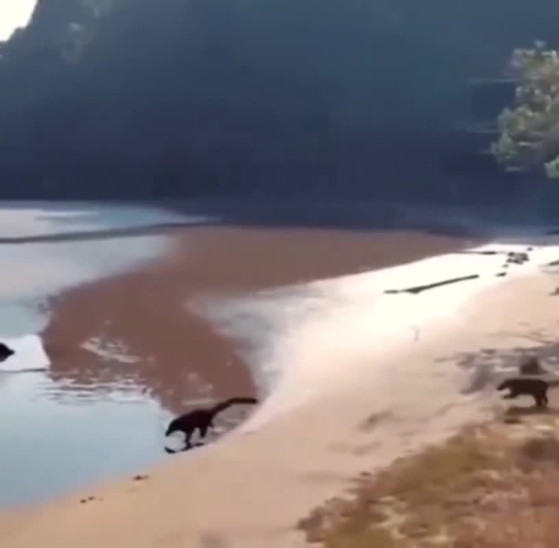 Video nguyên gốc