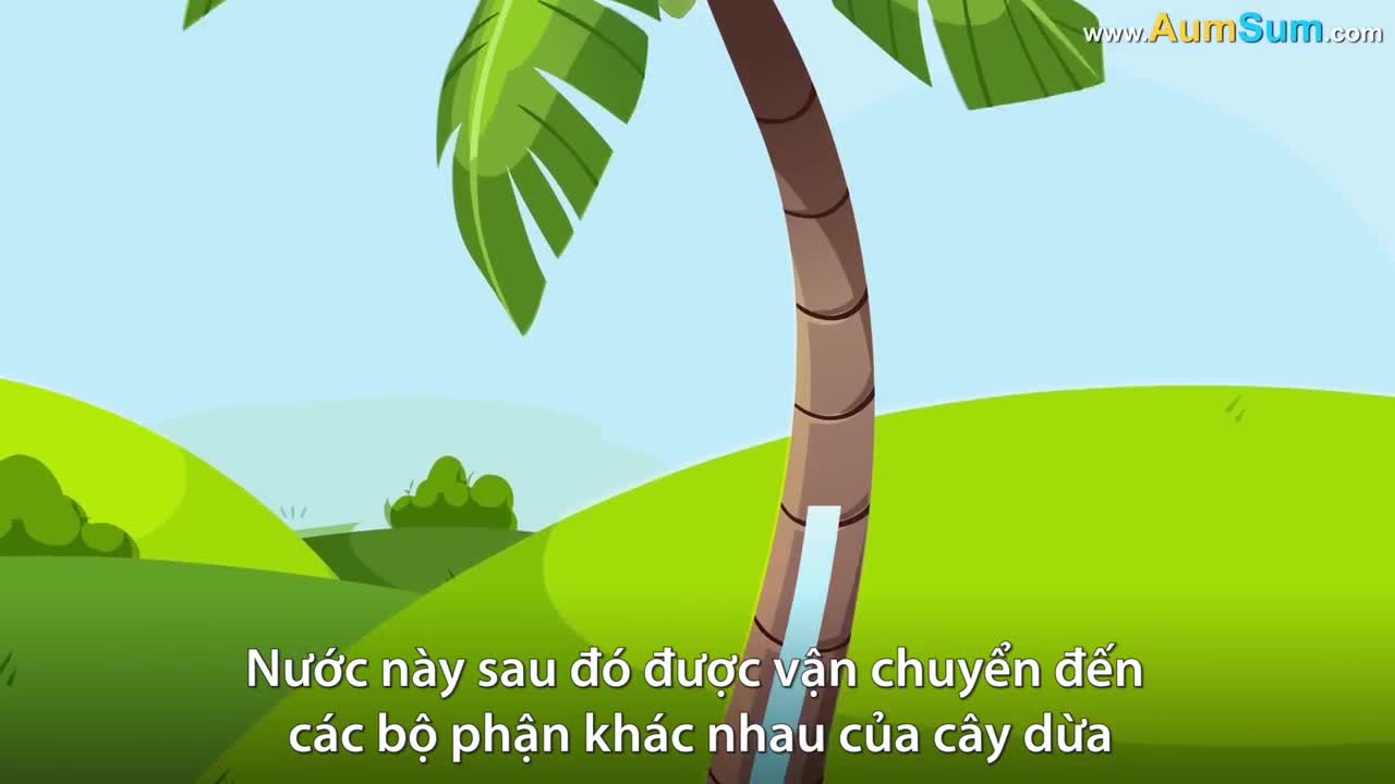 Nước và cùi dừa hình thành như thế nào?