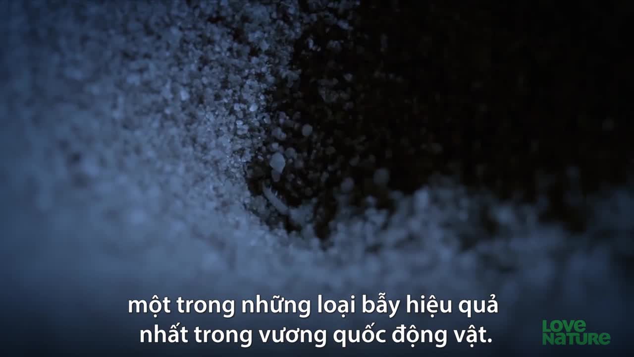 Kiến sư tử đào 'hố tử thần' bẫy mồi trên sa mạc