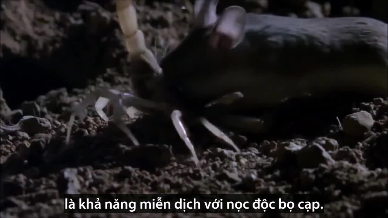 Chuột ma sói giết chết rết độc khổng lồ