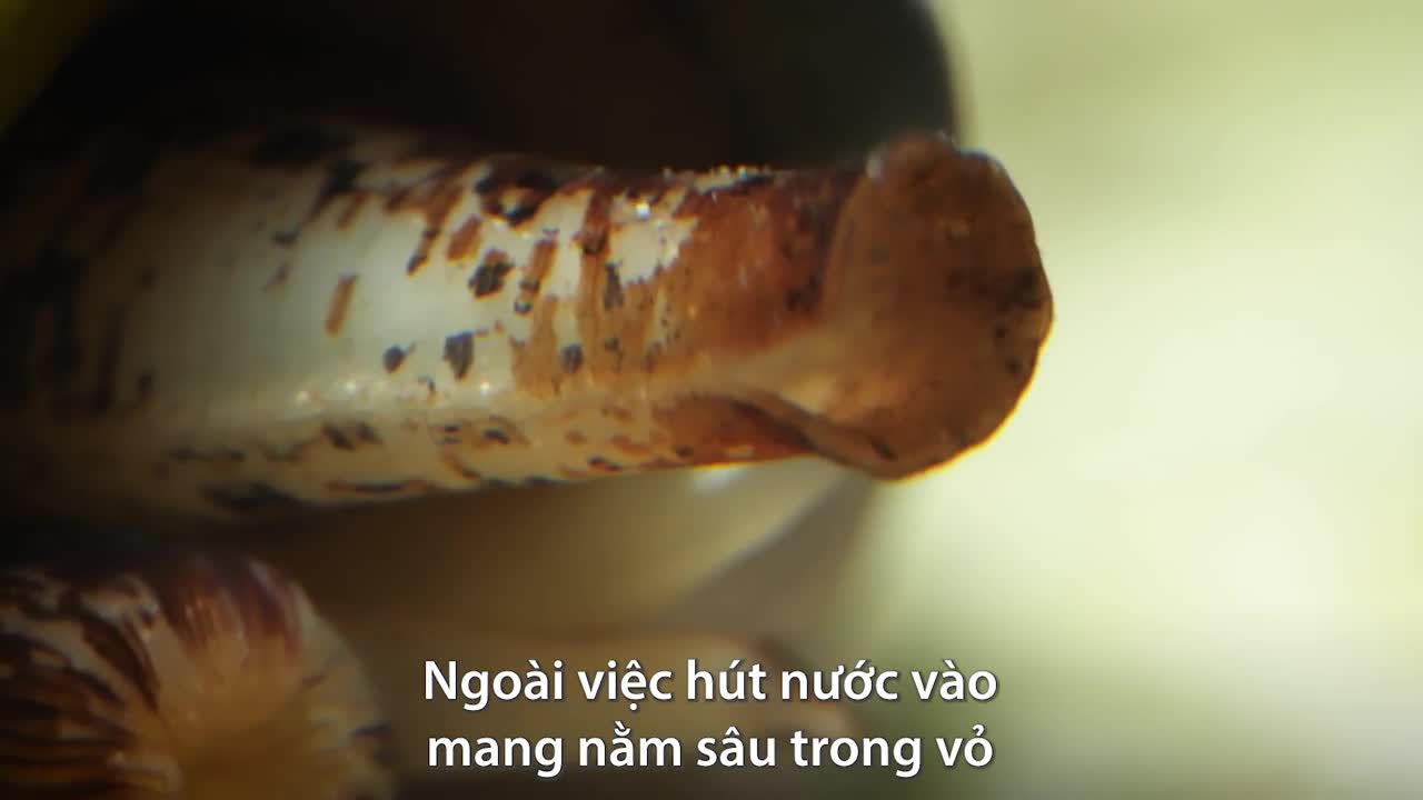 Ốc cối nuốt chửng cá